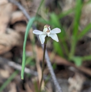 Caladenia fuscata at Chiltern, VIC - suppressed