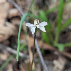 Caladenia fuscata at Chiltern, VIC - 27 Aug 2023