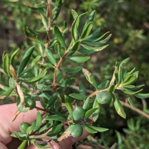 Persoonia rigida at Chiltern, VIC - 27 Aug 2023