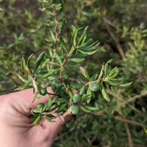 Persoonia rigida at Chiltern, VIC - 27 Aug 2023