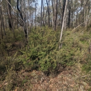 Persoonia rigida at Chiltern, VIC - 27 Aug 2023