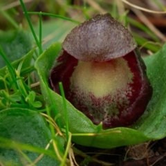 Corysanthes incurva (Slaty Helmet Orchid) at Black Mountain - 26 Aug 2023 by Kenton