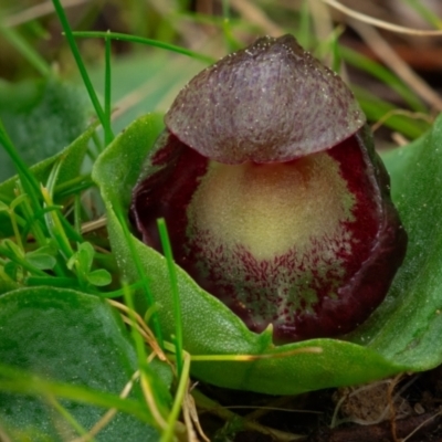 Corysanthes incurva (Slaty Helmet Orchid) at Black Mountain - 26 Aug 2023 by Kenton