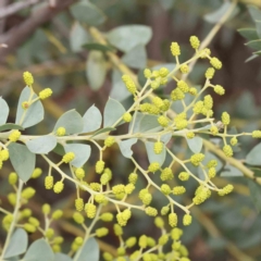 Acacia cultriformis (Knife Leaf Wattle) at Caladenia Forest, O'Connor - 27 Aug 2023 by ConBoekel