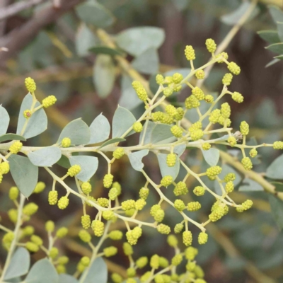 Acacia cultriformis (Knife Leaf Wattle) at Caladenia Forest, O'Connor - 27 Aug 2023 by ConBoekel