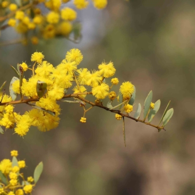 Acacia buxifolia subsp. buxifolia (Box-leaf Wattle) at Caladenia Forest, O'Connor - 27 Aug 2023 by ConBoekel