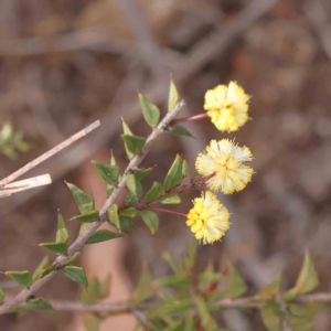 Acacia gunnii at O'Connor, ACT - 27 Aug 2023