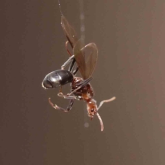 Papyrius sp. (genus) (A Coconut Ant) at Caladenia Forest, O'Connor - 27 Aug 2023 by ConBoekel