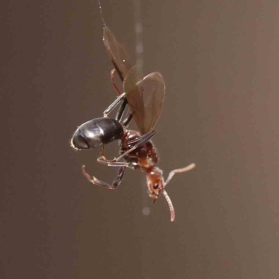 Papyrius sp. (genus) (A Coconut Ant) at Caladenia Forest, O'Connor - 27 Aug 2023 by ConBoekel