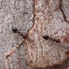 Crematogaster sp. (genus) (Acrobat ant, Cocktail ant) at Caladenia Forest, O'Connor - 27 Aug 2023 by ConBoekel