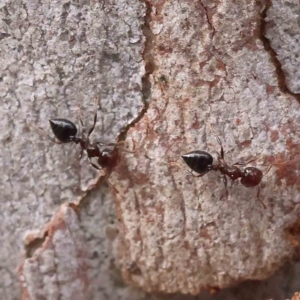 Crematogaster sp. (genus) at O'Connor, ACT - 27 Aug 2023