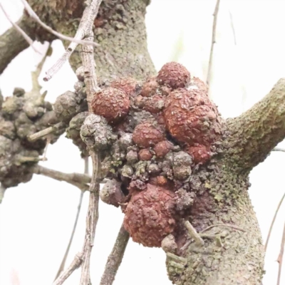 Fungal gall of Exocarpus sp. at O'Connor, ACT - 27 Aug 2023 by ConBoekel
