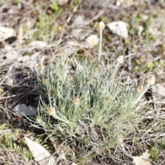 Leucochrysum albicans (Hoary Sunray) at Molonglo River Reserve - 26 Aug 2023 by JimL