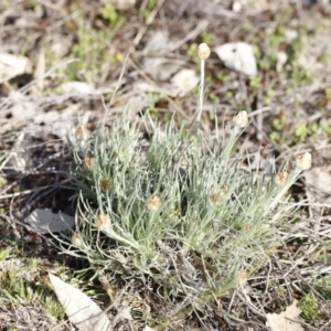 Leucochrysum albicans at Belconnen, ACT - 27 Aug 2023