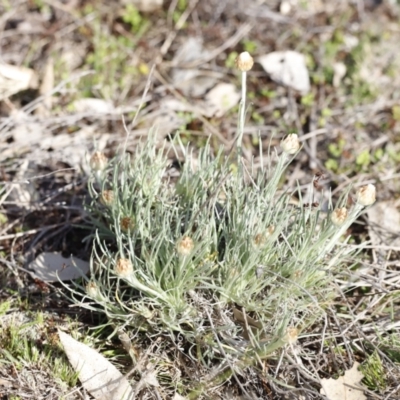 Leucochrysum albicans (Hoary Sunray) at Belconnen, ACT - 27 Aug 2023 by JimL