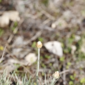 Leucochrysum albicans at Belconnen, ACT - 27 Aug 2023