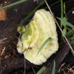 zz Polypore (shelf/hoof-like) at O'Connor, ACT - 27 Aug 2023 03:22 PM