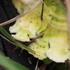 zz Polypore (shelf/hoof-like) at O'Connor, ACT - 27 Aug 2023