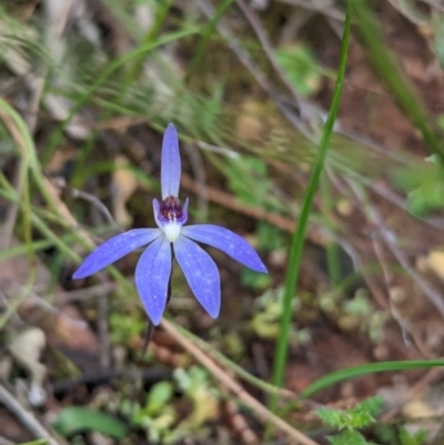 Cyanicula caerulea (Blue Fingers, Blue Fairies) at Chiltern-Mt Pilot National Park - 27 Aug 2023 by Darcy