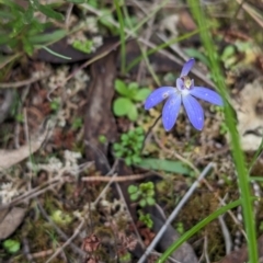 Cyanicula caerulea at Chiltern, VIC - suppressed