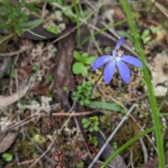 Cyanicula caerulea at Chiltern, VIC - 27 Aug 2023