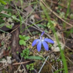 Cyanicula caerulea at Chiltern, VIC - suppressed