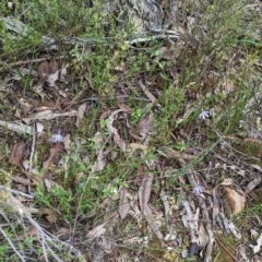 Cyanicula caerulea at Chiltern, VIC - suppressed