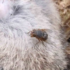 Calliphora stygia (Brown blowfly or Brown bomber) at Caladenia Forest, O'Connor - 27 Aug 2023 by ConBoekel