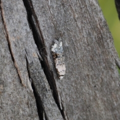 Sosineura mimica (Sosineura mimica) at Namadgi National Park - 26 Mar 2023 by RAllen