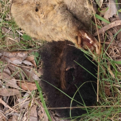 Trichosurus vulpecula (Common Brushtail Possum) at Canberra Central, ACT - 27 Aug 2023 by ConBoekel