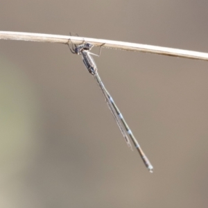 Austrolestes leda at Belconnen, ACT - 27 Aug 2023