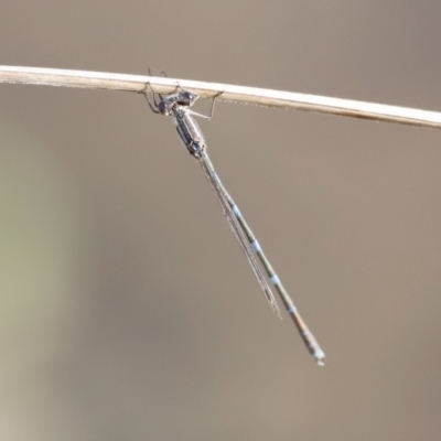 Austrolestes leda (Wandering Ringtail) at Belconnen, ACT - 27 Aug 2023 by JimL