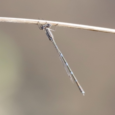 Austrolestes leda (Wandering Ringtail) at Kama - 27 Aug 2023 by JimL