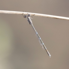 Austrolestes leda (Wandering Ringtail) at Belconnen, ACT - 26 Aug 2023 by JimL