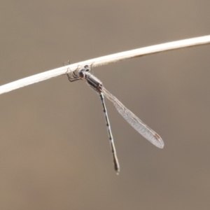 Austrolestes leda at Belconnen, ACT - 27 Aug 2023