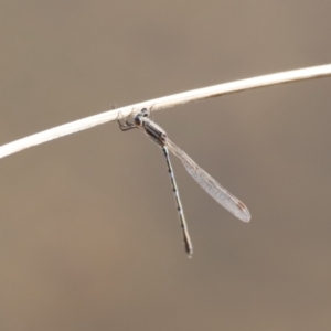 Austrolestes leda at Belconnen, ACT - 27 Aug 2023