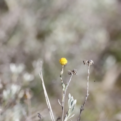 Chrysocephalum apiculatum (Common Everlasting) at Molonglo River Reserve - 26 Aug 2023 by JimL