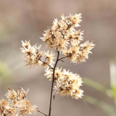 Cassinia quinquefaria (Rosemary Cassinia) at Caladenia Forest, O'Connor - 27 Aug 2023 by ConBoekel