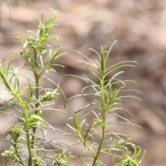 Cassinia quinquefaria at O'Connor, ACT - 27 Aug 2023 02:55 PM