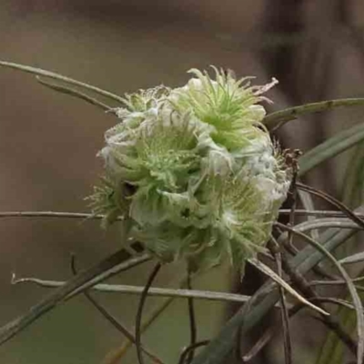 Unidentified Insect at Caladenia Forest, O'Connor - 27 Aug 2023 by ConBoekel