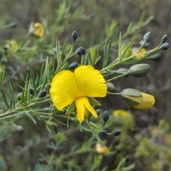 Gompholobium huegelii (pale wedge–pea) at Chiltern-Mt Pilot National Park - 27 Aug 2023 by Darcy