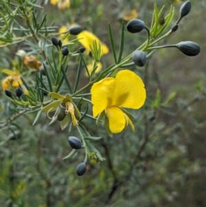 Gompholobium huegelii at Cornishtown, VIC - 27 Aug 2023