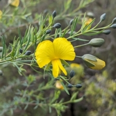 Gompholobium huegelii at Cornishtown, VIC - 27 Aug 2023