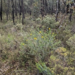 Gompholobium huegelii at Cornishtown, VIC - 27 Aug 2023