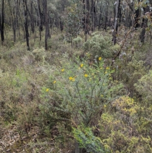 Gompholobium huegelii at Cornishtown, VIC - 27 Aug 2023