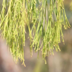 Exocarpos cupressiformis (Cherry Ballart) at O'Connor, ACT - 27 Aug 2023 by ConBoekel