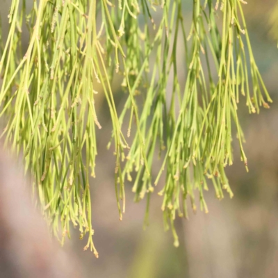 Exocarpos cupressiformis (Cherry Ballart) at Caladenia Forest, O'Connor - 27 Aug 2023 by ConBoekel