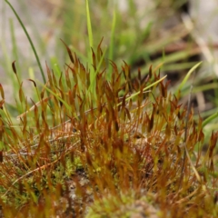 Unverified Moss, Liverwort or Hornwort at O'Connor, ACT - 27 Aug 2023 by ConBoekel