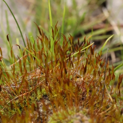 Unverified Moss, Liverwort or Hornwort at O'Connor, ACT - 27 Aug 2023 by ConBoekel