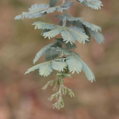 Acacia baileyana (Cootamundra Wattle, Golden Mimosa) at Caladenia Forest, O'Connor - 27 Aug 2023 by ConBoekel